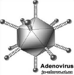 аденовирус
